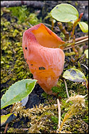 Apricot Jelly Fungus