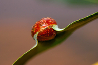 Pontania californica