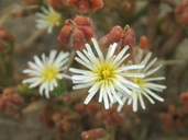 Small Flowered Iceplant