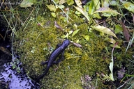 Salamandra Di Lanza