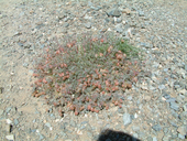 Astragalus gilmanii