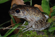 Rough-sided Frog