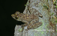 Small Rock Frog