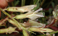 Astragalus lentiginosus var. semotus
