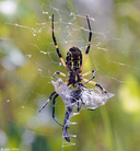 Black And Yellow Argiope