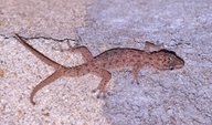Hemidactylus parvimaculatus
