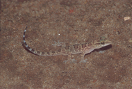Hemidactylus lankae