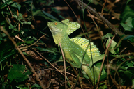Basiliscus plumifrons
