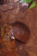 Kinosternon scorpioides