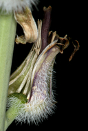 Caulanthus crassicaulis