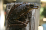 Manaus Slender-legged Treefrog