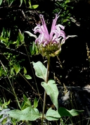 Monarda fistulosa var. menthifolia