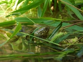 Eurpian Pond Turtle