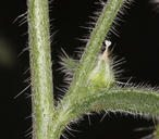 Cryptantha muricata var. denticulata