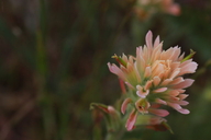 Castilleja affinis ssp. neglecta