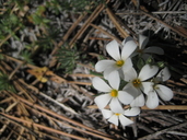 Leptosiphon nuttallii ssp. howellii