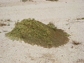 Euphorbia polycarpa
