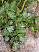 Potentilla glandulosa ssp. pseudorupestris