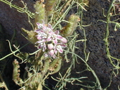 Funastrum cynanchoides ssp. hartwegii