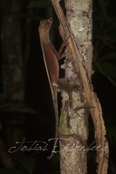 Anolis bombiceps