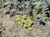 Astragalus miguelensis