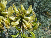 Astragalus nevinii