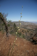 Long-beaked Streptanthella