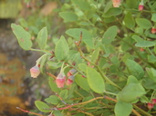 Vaccinium shastense subsp. shastense