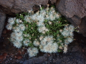 Tetramolopium humile ssp. humile var. humile