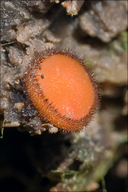 Scutellinia kerguelensis