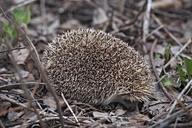 Amur Hedgehog