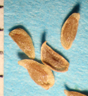 Gentiana affinis var. ovata
