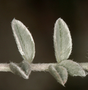Astragalus argophyllus var. argophyllus