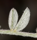 Astragalus argophyllus var. argophyllus