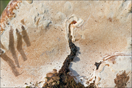 Ganoderma australe