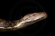 Malayopython reticulatus jampeanus