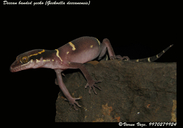 Cyrtodactylus deccanensis