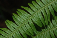 Diplopterygium pinnatum