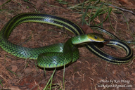Black-striped Rat Snake