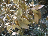 Chrysolepis chrysophylla var. chrysophylla