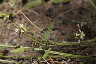 Astragalus vaccarum