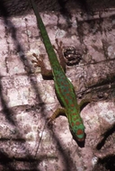 Mauritius Day Gecko