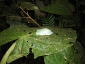 Scarlet Webbed Treefrog