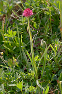 Nigritella bicolor