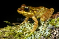 Kinabalu Torrent Frog