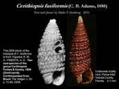 Cerithiopsis fusiformis