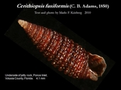Cerithiopsis fusiformis
