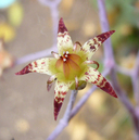 Graptopetalum pentandrum ssp. superbum
