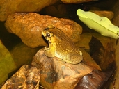 South East Asian Toad