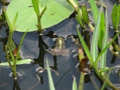 Green Floating Frog